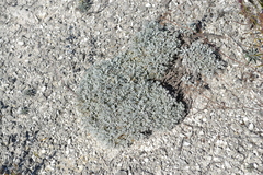 Artemisia hololeuca