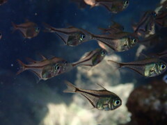 Pempheris rhomboidea