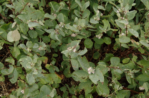 Western Snowberry (Symphoricarpos occidentalis)