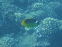 Chaetodon fasciatus