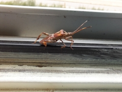 Leptoglossus occidentalis