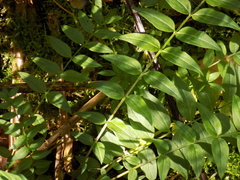 Polemonium caeruleum