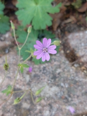 Geranium pyrenaicum