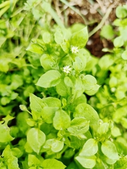 Stellaria media