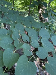 Tilia miqueliana