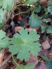 Geranium pyrenaicum