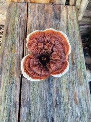 Gloeophyllum sepiarium