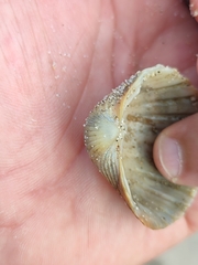 Acanthocardia paucicostata