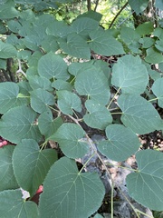Tilia miqueliana