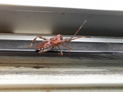 Leptoglossus occidentalis