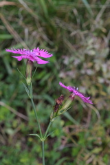 Dianthus seguieri