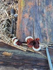 Gloeophyllum sepiarium