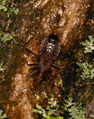 Himacerus apterus