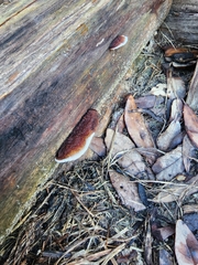 Gloeophyllum sepiarium