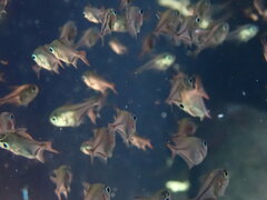 Pempheris rhomboidea