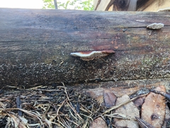 Gloeophyllum sepiarium