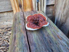 Gloeophyllum sepiarium