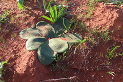 Brunsvigia bosmaniae
