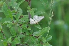 Heliomata glarearia