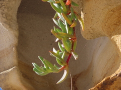 Carpobrotus rossii