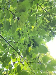 Tilia miqueliana