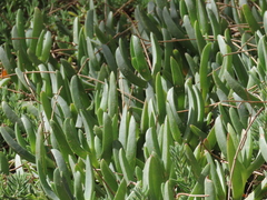 Carpobrotus rossii