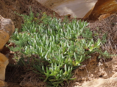 Carpobrotus rossii