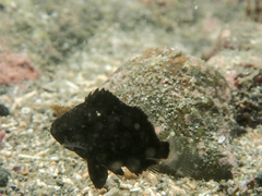 Plectorhinchus cinctus