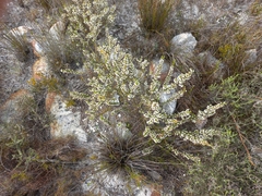 Erica imbricata