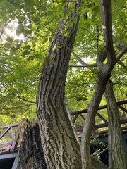 Tilia miqueliana