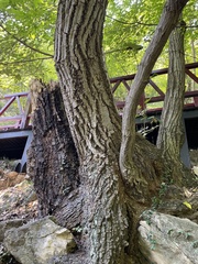 Tilia miqueliana