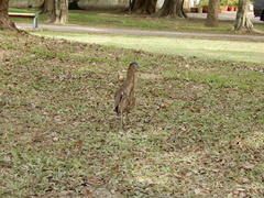 Gorsachius melanolophus