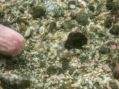 Plectorhinchus cinctus