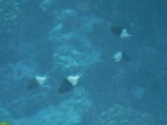 Pycnochromis dimidiatus