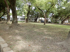 Gorsachius melanolophus