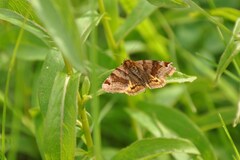 Euclidia glyphica