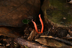 Clavulinopsis sulcata