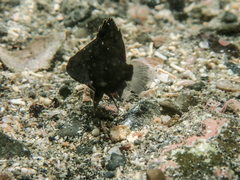 Plectorhinchus cinctus