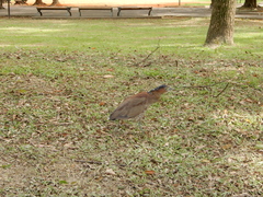 Gorsachius melanolophus