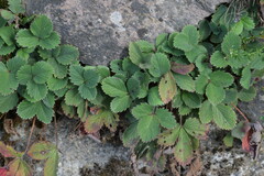 Potentilla micrantha