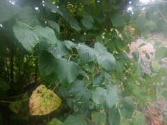 Ampelopsis cordata