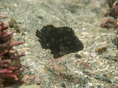 Plectorhinchus cinctus