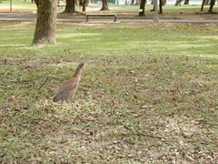 Gorsachius melanolophus