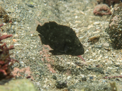 Plectorhinchus cinctus