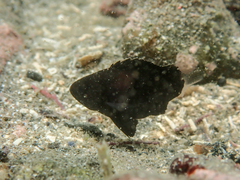 Plectorhinchus cinctus