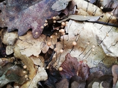 Marasmius bulliardii