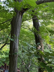 Tilia miqueliana
