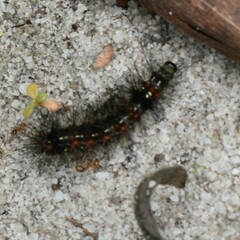 Pareuchaetes insulata