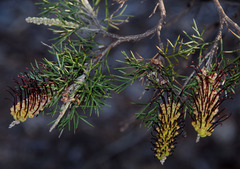 Grevillea armigera