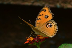 Junonia almana